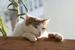 山东热销猫零食品牌排行大盘点，你家爱猫的最爱是哪一款？