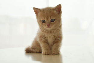 山东热销猫零食品牌排行大盘点，你家爱猫的最爱是哪一款？