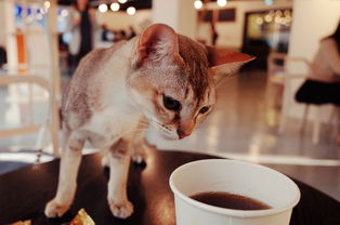 揭秘猫猫沐浴露品牌—宠物护理新选择，猫咪洗澡更轻松！