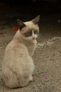 揭秘猫猫沐浴露品牌—宠物护理新选择，猫咪洗澡更轻松！
