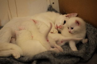 山西创意猫零食品牌，萌宠美食新风尚，打造猫咪舌尖上的幸福