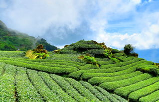 长沙绿色茶叶品牌一览，品味绿色生态的茶香