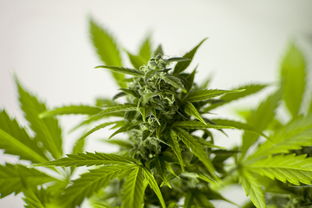 揭秘淫羊藿沐浴露品牌，草本养生，洗出健康每一天！