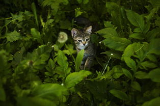 猫咪牙刷品牌大揭秘，为爱宠打造完美口腔护理