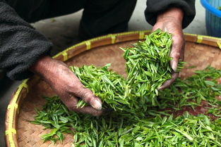 茶叶连锁品牌加盟，打造您的茶叶事业新篇章