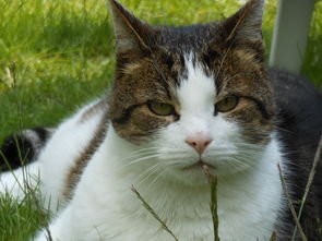 揭秘最好用猫砂铲子品牌！告别猫砂烦恼，养猫生活更轻松