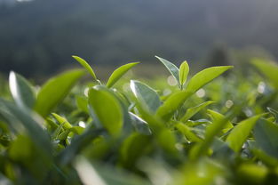 湖北古树茶茶叶品牌，传承千年的茶香传奇