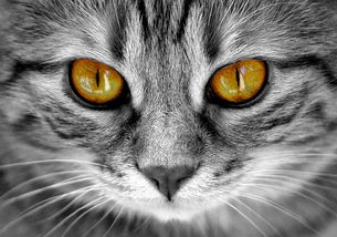 猫漱口水品牌排名与案例分析