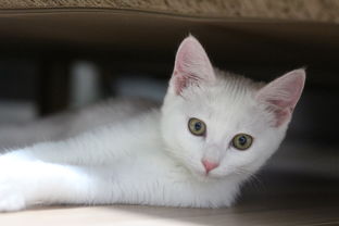 鼠标品牌猫，从入门到精通，选购与使用指南