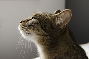 揭秘香味小的猫咪沐浴露品牌，呵护猫咪的同时，守护你的嗅觉！