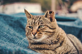 揭秘香味小的猫咪沐浴露品牌，呵护猫咪的同时，守护你的嗅觉！