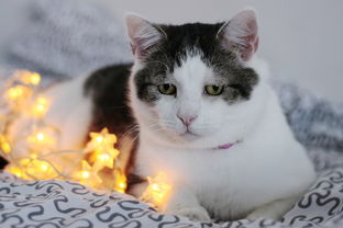 沙发猫咪隔尿垫大揭秘，这些品牌让你养猫更轻松！