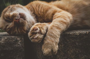 揭秘猫咪零食界的网红品牌—猫咪零食品牌名字
