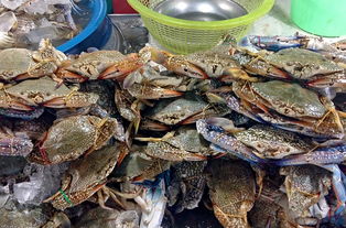 探寻美味海洋,盘点那些好吃的海鲜即食零食品牌!