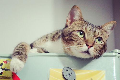 猫咪洗澡神器大揭秘，盘点那些好用到哭的猫用沐浴露品牌！