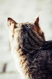 猫咪喜欢的游戏机品牌大盘点
