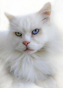 品牌像猫的耳机，独特魅力与不凡体验