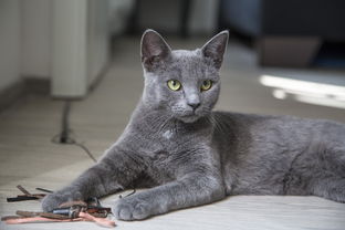 揭秘铅笔品牌猫咪，萌宠背后的故事与选择智慧