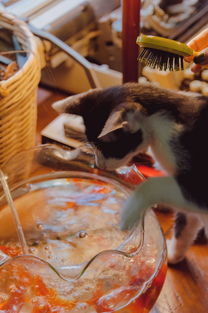 探索猫奶嘴的宝藏品牌