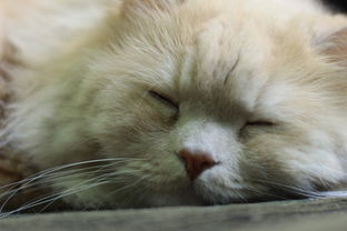揭秘品牌猫咪沐浴露—让猫咪毛发光泽如丝的秘密武器！