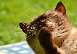揭秘品牌猫咪沐浴露—让猫咪毛发光泽如丝的秘密武器！