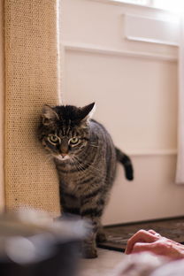 小猫品牌手链的魅力与选购指南