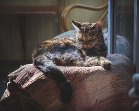 揭秘猫咪专用沐浴露，品牌盘点与使用心得分享