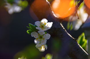 小苍兰沐浴露—沐浴清新，尽享芬芳生活