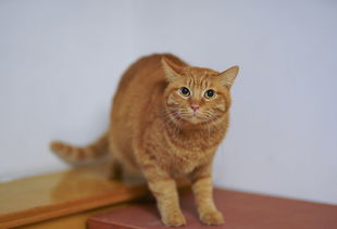 盘点性价比超高的猫玩具品牌，让你的猫咪快乐又健康！