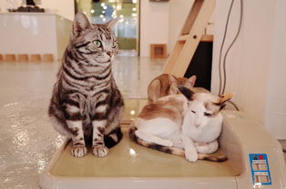 盘点性价比超高的猫玩具品牌，让你的猫咪快乐又健康！