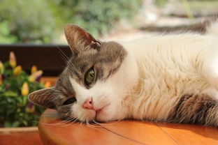 盘点性价比超高的猫玩具品牌，让你的猫咪快乐又健康！