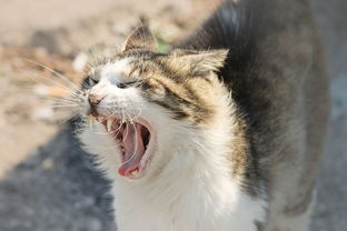 盘点那些让猫咪爱不释手的玩具品牌，为你的毛孩子挑选最适合的！