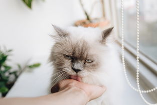 盘点那些让猫咪爱不释手的玩具品牌，为你的毛孩子挑选最适合的！