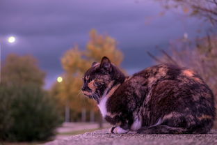 揭秘猫狗玩具品牌，如何让宠物乐翻天？