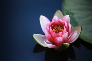 莲花网站推广全攻略，让你的网站在互联网上绽放光彩