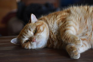 猫咪隔尿垫大比拼，这些品牌让你养猫更轻松！