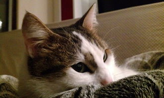 猫咪隔尿垫大比拼，这些品牌让你养猫更轻松！