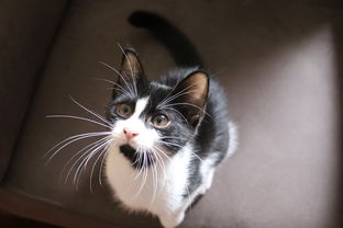 品牌猫奶瓶，为猫咪的健康成长保驾护航