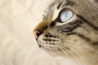 猫咪宠物隔尿垫大揭秘，这些品牌让你告别尿床烦恼！
