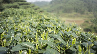 汕头毛尖茶叶品牌代理，探索与机遇
