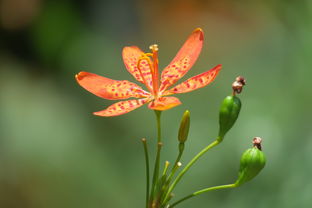 室内花艺软装品牌，绽放生活的诗意与艺术