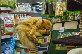 探秘天津爆款猫零食品牌店，猫咪美食天堂，人气爆棚的秘密！