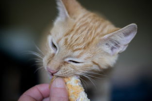 山西必买猫零食品牌店，猫咪美食天堂，品质与口感的完美结合！