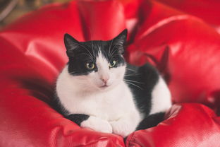 猫咪专用沐浴露，让爱宠焕发迷人光彩！
