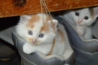 卫生巾品牌中的猫，深度解析与案例分享