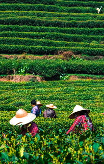 自然山场，茶叶品牌的绿色摇篮
