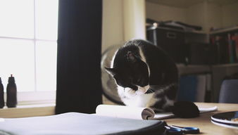 猫咪儿品牌童装，时尚舒适的选择，孩子们的新宠