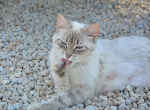揭秘能让猫听话的玩具品牌，这些神器让猫咪变成小跟班