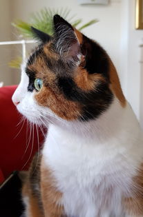 揭秘能让猫听话的玩具品牌，这些神器让猫咪变成小跟班