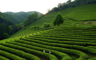 茶叶区域公用品牌规划详解，打造地方茶产业新名片